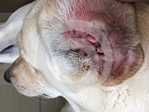 Ear infection in dog