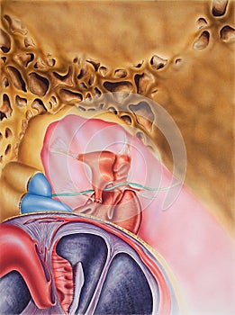 Ear - Inner Region