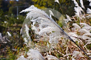 Ear of the Japanese pampasgrass