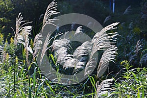 Ear of the Japanese pampasgrass