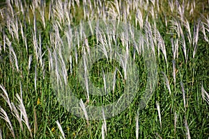 Ear of the Japanese pampasgrass