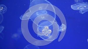 Ear jellyfish swim in the water. Jellyfish floating underwater. Close up of Jellyfishes in the ocean. Aurelia aurita in aquarium a