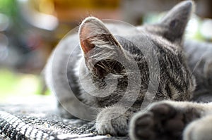 Ear of a little gray kitten photo