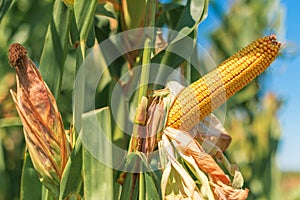 Ear of maize with ripe kernels in cultivated field