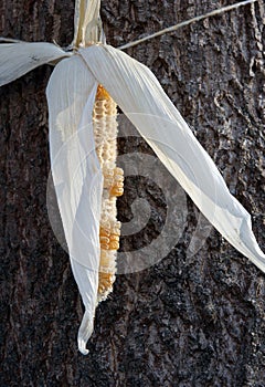 Ear of maize for squirrels