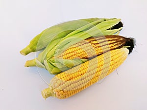 Ear-maize sweet corn on the cob yellow maize cobs whole ear-corn sweetcorns zea mays makka bhutta maiz milho mais photo photo