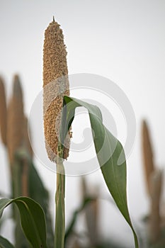 A ear of millets with leaf