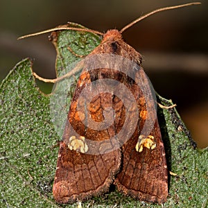Ear moth (Amphipoea oculea)