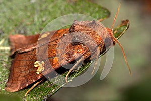 Ear moth (Amphipoea oculea) in profile