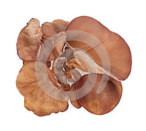 Ear mushroom isolated on a white background. top view