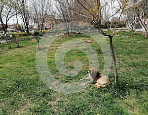 Ear notched, sterilized dog lying on the grass in a park during daylight