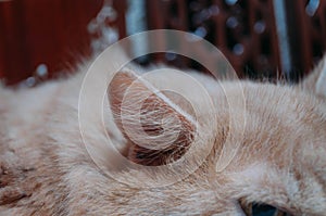 Ear of orange persian cat