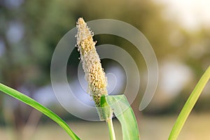 Ear of organic Thai hybrid variety Millet fruit full of grains in the Millet field in india . Millet crops, bajra grass