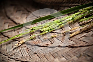 Ear of paddy