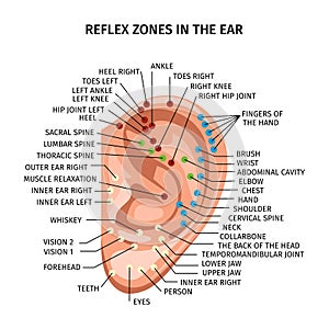 Ear Reflex Zones Composition