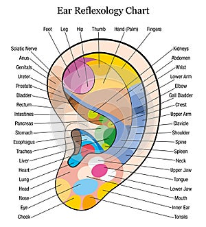 Ear reflexology chart description white