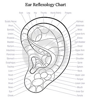 Ear Reflexology Chart Outline