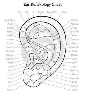 Ear Reflexology Chart Outline photo
