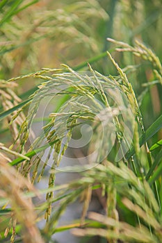 Ear rice in farm of central thailand.