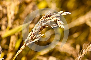 Ear of rice in a field