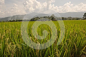 Ear of rice and green leaves in the field