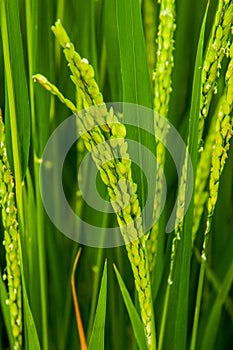 Ear of rice in natural lush green Rice Terrace