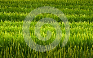 Ear of rice in natural lush green Rice Terrace