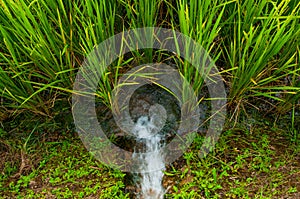 Ear of rice in natural lush green Rice Terrace