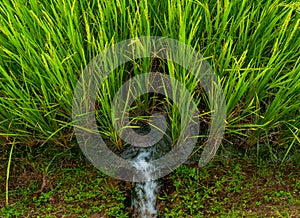 Ear of rice in natural lush green Rice Terrace