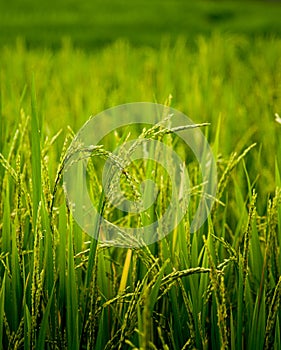 Ear of rice in natural lush green Rice Terrace