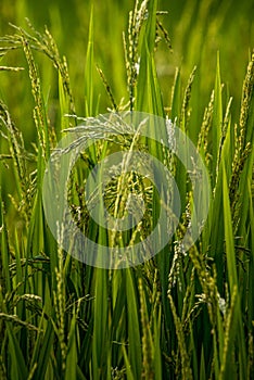 Ear of rice in natural lush green Rice Terrace