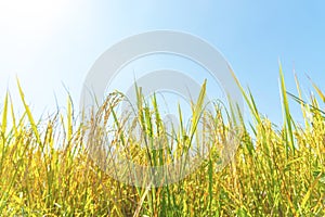 Ear of rice in paddy rice field.