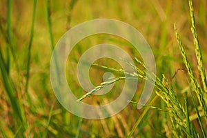 Ear of rice and panicle rice meaning of inflorescence photo