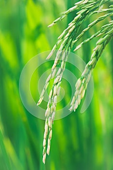 Ear of rice in rice field ,spike