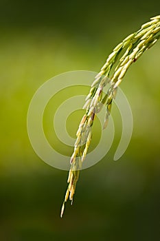 Ear of rice in rice field , spike