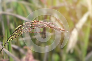 Ear of Riceberry Rice with Natural Paddy Background