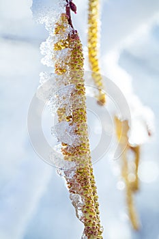 Ear rings on the iced over branch of a birch