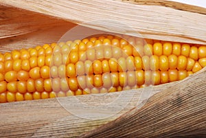 An ear of ripe corn