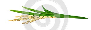 Ear of ripe rice plant paddy isolated on white background. Side view