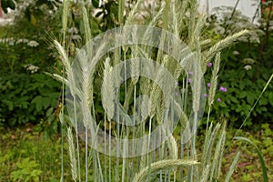 Ear of rye in the field.Close up of rye ears, field of rye in a summer day. Sunrise time