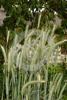 Ear of rye in the field.Close up of rye ears, field of rye in a summer day. Sunrise time