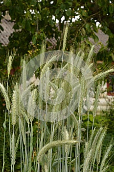 Ear of rye in the field.Close up of rye ears, field of rye in a summer day. Sunrise time