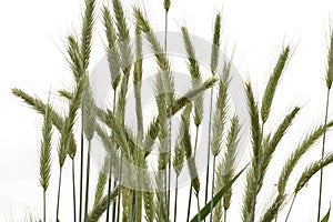 Ear of rye in the field.Close up of rye ears, field of rye in a summer day. Sunrise time