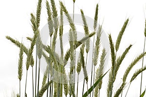 Ear of rye in the field.Close up of rye ears, field of rye in a summer day. Sunrise time