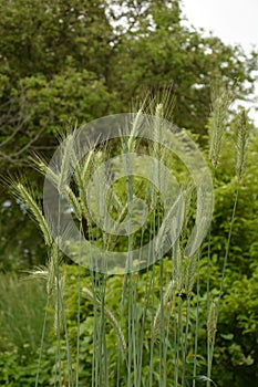 Ear of rye in the field.Close up of rye ears, field of rye in a summer day. Sunrise time