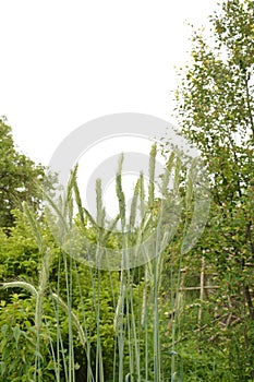 Ear of rye in the field.Close up of rye ears, field of rye in a summer day. Sunrise time