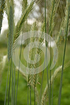 Ear of rye in the field.Close up of rye ears, field of rye in a summer day. Sunrise time