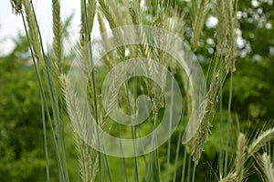 Ear of rye in the field.Close up of rye ears, field of rye in a summer day. Sunrise time