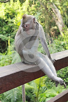 Ear scratching macaque