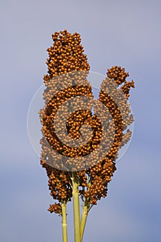 Ear of sorghum